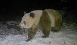 熊猫视频,探索自然之美，感受生命奇迹